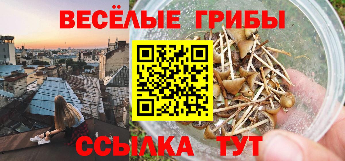 Курчалой  Галлюциногенные грибы мицелий  Вход с VPN 
