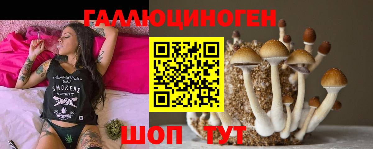 Псилоцибиновые грибы Psilocybine cubensis Курчалой